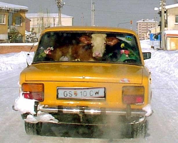 cow in a car