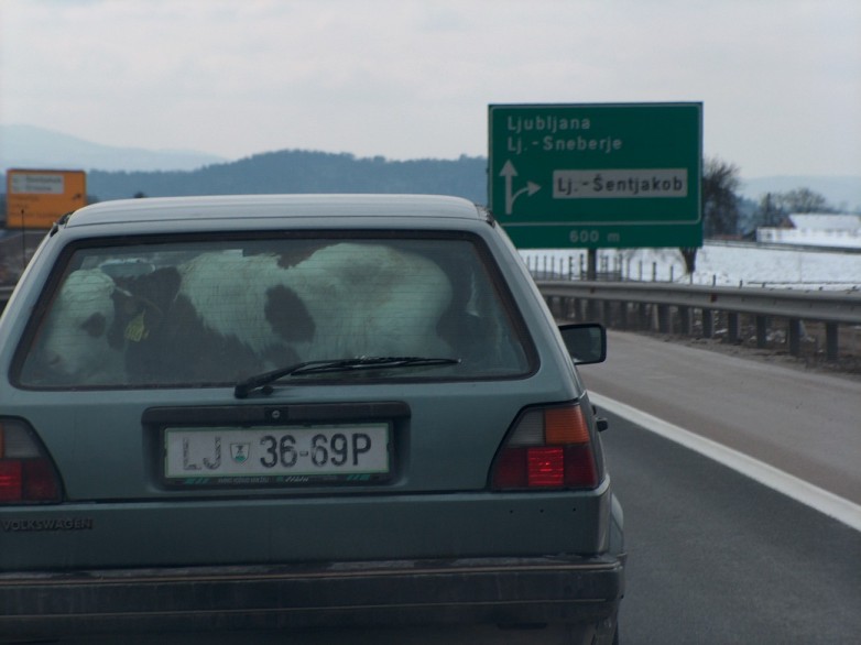 cow in a car