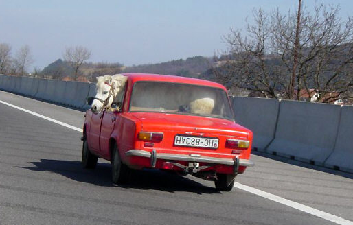 horse in backseat