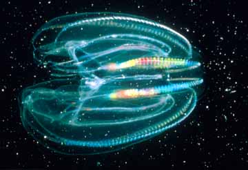 Comb jellyfish bioluminescence