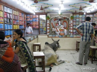 animals in a store animals in a store