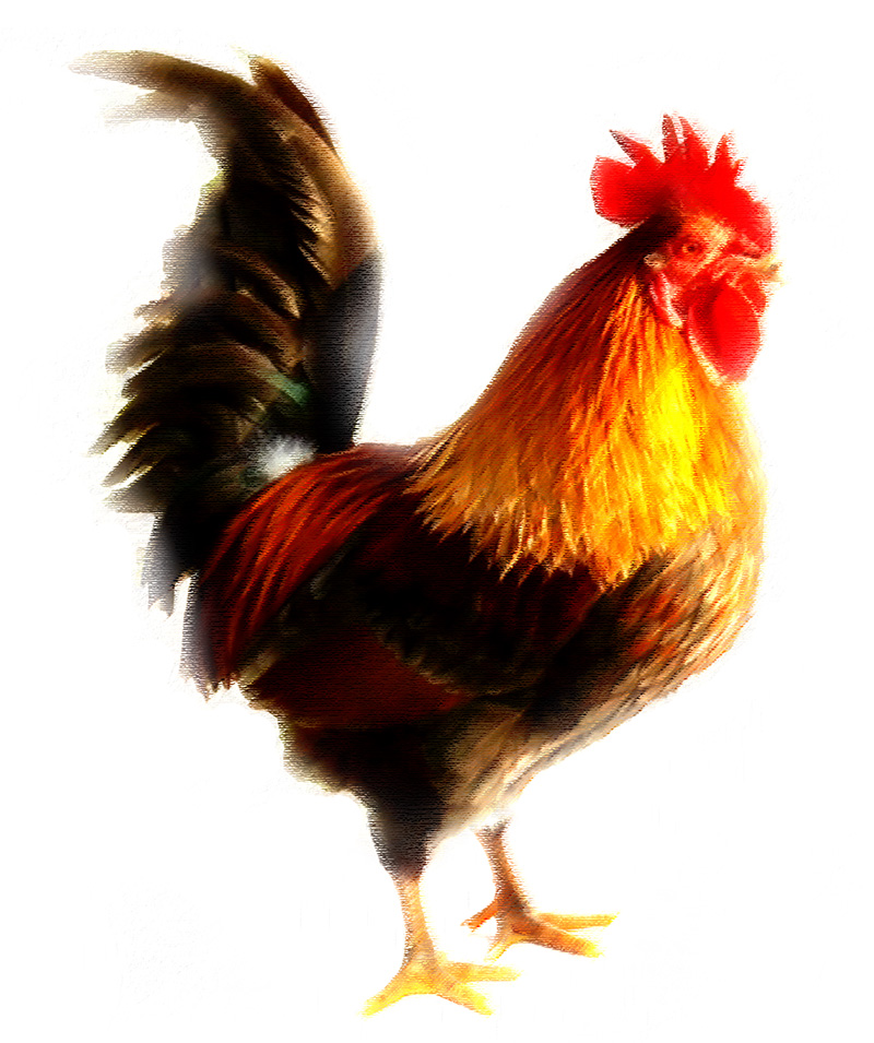 Bad-Rooster