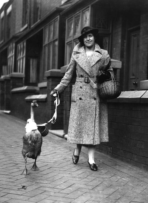 Pet Goose  (Photo by Fox Photos/Getty Images)